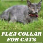 Flea collar for cats: how to choose it