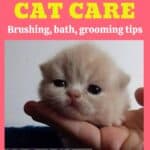 Foldex-Cat-Care-brushing-bath-grooming-tips-1a