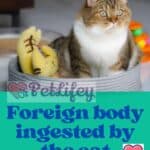 Foreign body ingested by the cat: symptoms and what to do