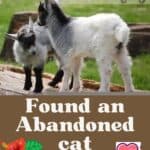 Found an Abandoned cat: what to do