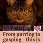 From purring to gasping - this is how cats breathe