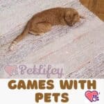 Games with Pets: laser for cats and dogs