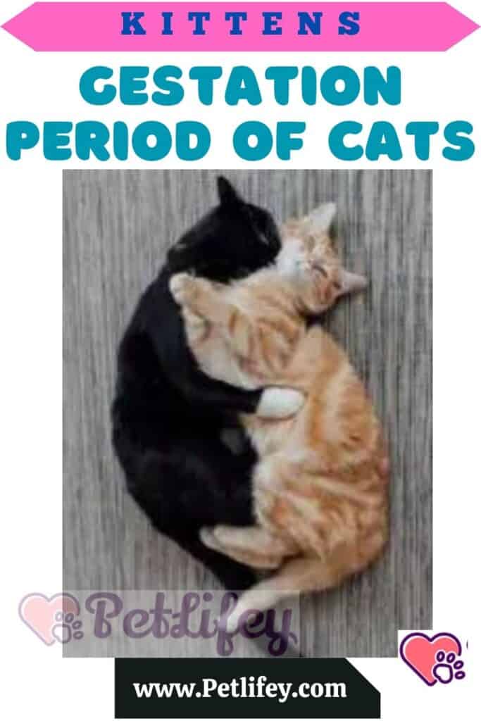 Gestation Period Of Cats Pet Lifey