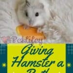 Giving-Hamster-a-Bath-1a