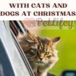 Guide to traveling with cats and dogs at Christmas