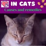 Hair loss in cats: causes and remedies