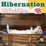 Hamster Hibernation
