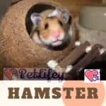 Hamster Old Age