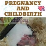 Hamster Pregnancy and Childbirth