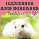 Hamsters Illnesses and Diseases