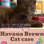 Havana-Brown-Cat-care-from-grooming-to-breed-hygiene-1a