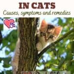 Heatstroke in cats: causes, symptoms and remedies