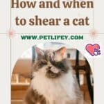 How and when to shear a cat
