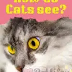 How-do-Cats-see-1a-1