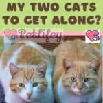 How-do-I-get-my-two-cats-to-get-along-1a