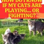 How do I know if my cats are playing… or fighting?