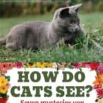 How do cats see? Seven mysteries you should know