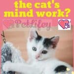 How does the cat's mind work?