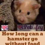 How long can a hamster go without food and water?