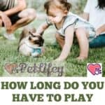 How-long-do-you-have-to-play-with-your-cat-1a