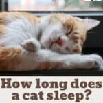 How-long-does-a-cat-sleep-The-sleep-needs-for-kittens-adults-and-the-elderly-cat-1a