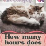 How-many-hours-does-a-cat-sleep-1a-1