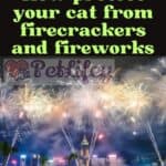 How protect your cat from firecrackers and fireworks