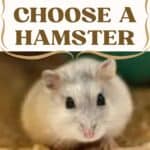 How-to-Choose-a-Hamster-1a