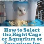 How-to-Select-the-Right-Cage-or-Aquarium-or-Terrarium-for-Hamsters-1a