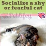 How-to-Socialize-a-shy-or-fearful-cat-1a