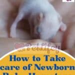 How to Take care of Newborn Baby Hamsters