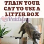 How-to-Train-Your-Cat-to-Use-a-Litter-Box-1a