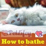 How-to-bathe-an-old-cat-1a