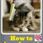 How-to-brush-a-cat-1a