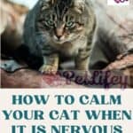 How-to-calm-your-cat-when-it-is-nervous-tips-to-reduce-stress-1a
