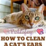 How to clean a cat's ears: the procedure and the don'ts