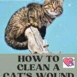 How to clean a cat's wound: suitable products and methods