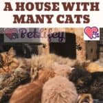 How to clean a house with many cats