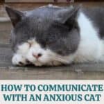 How-to-communicate-with-an-anxious-cat-and-how-to-relieve-its-stress-1a
