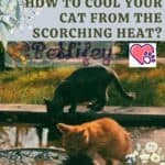 How to cool your cat from the scorching heat?