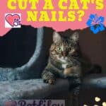 How to cut a cat's nails?