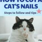 How to cut a cat's nails: steps to follow and tips