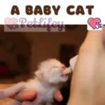 How-to-feed-a-baby-cat-1a