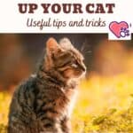 How to freshen up your cat: useful tips and tricks
