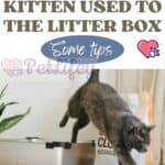 How to get a kitten used to the litter box? some tips