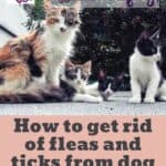 How to get rid of fleas and ticks from dog and kittens