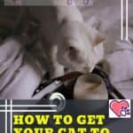 How to get your cat to take medicine