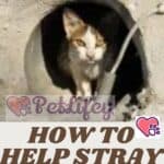 How to help Stray Cats?