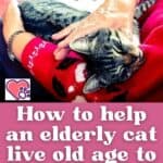 How-to-help-an-elderly-cat-live-old-age-to-the-fullest-1a