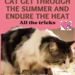 How to help your cat get through the summer and endure the heat: all the tricks